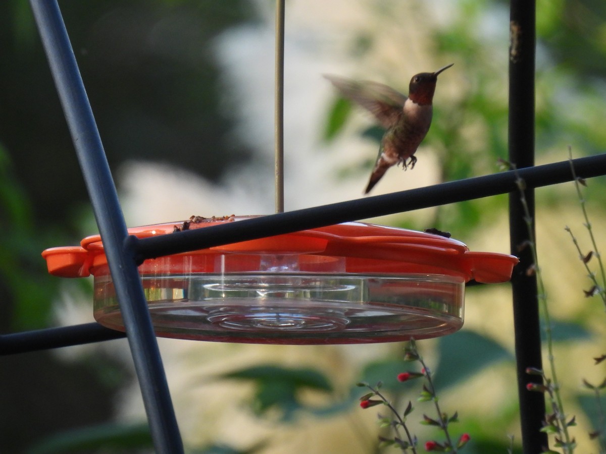 Ruby-throated Hummingbird - ML642046180