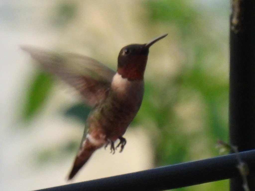 Ruby-throated Hummingbird - ML642046182