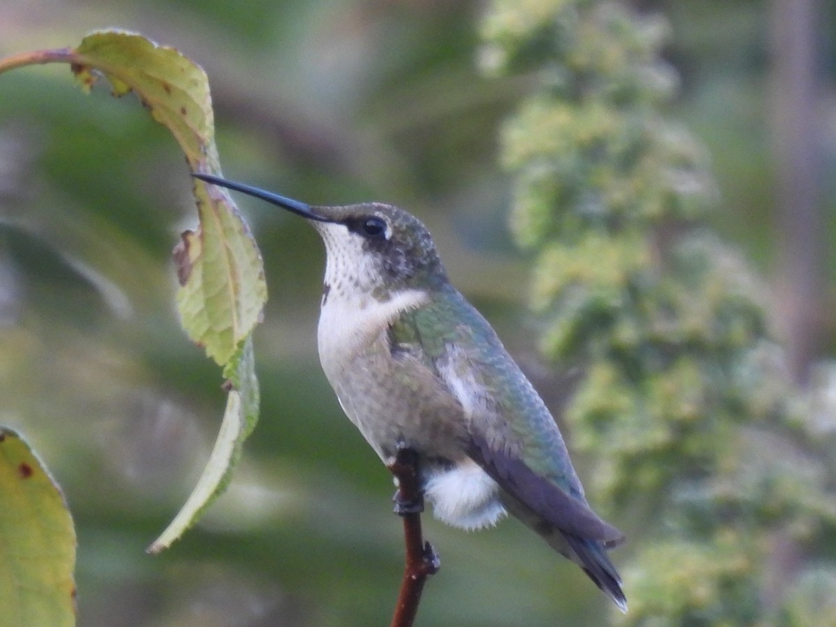 Ruby-throated Hummingbird - ML642046184