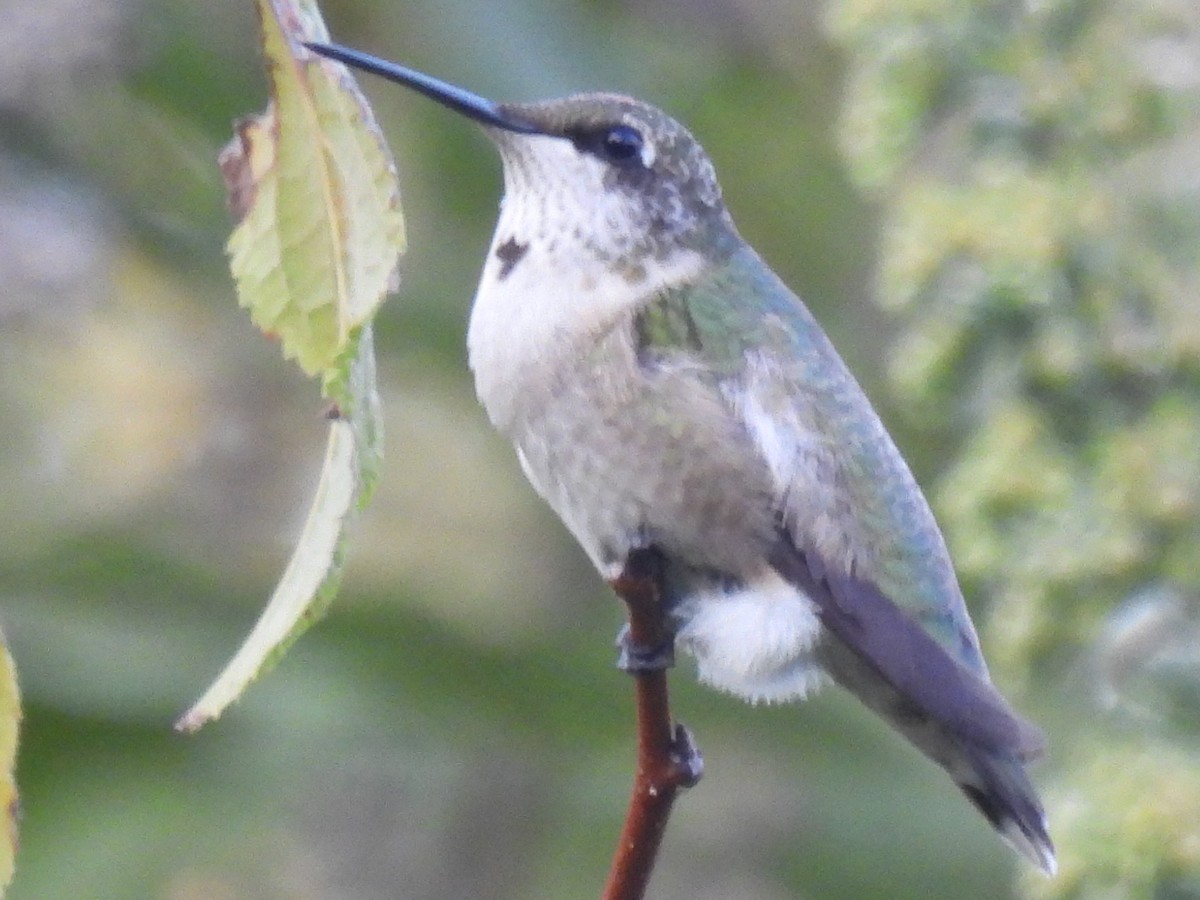 Ruby-throated Hummingbird - ML642046207