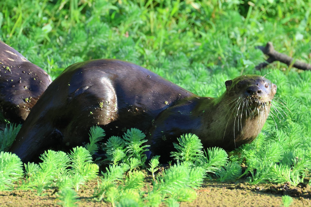 North American River Otter - ML642046230