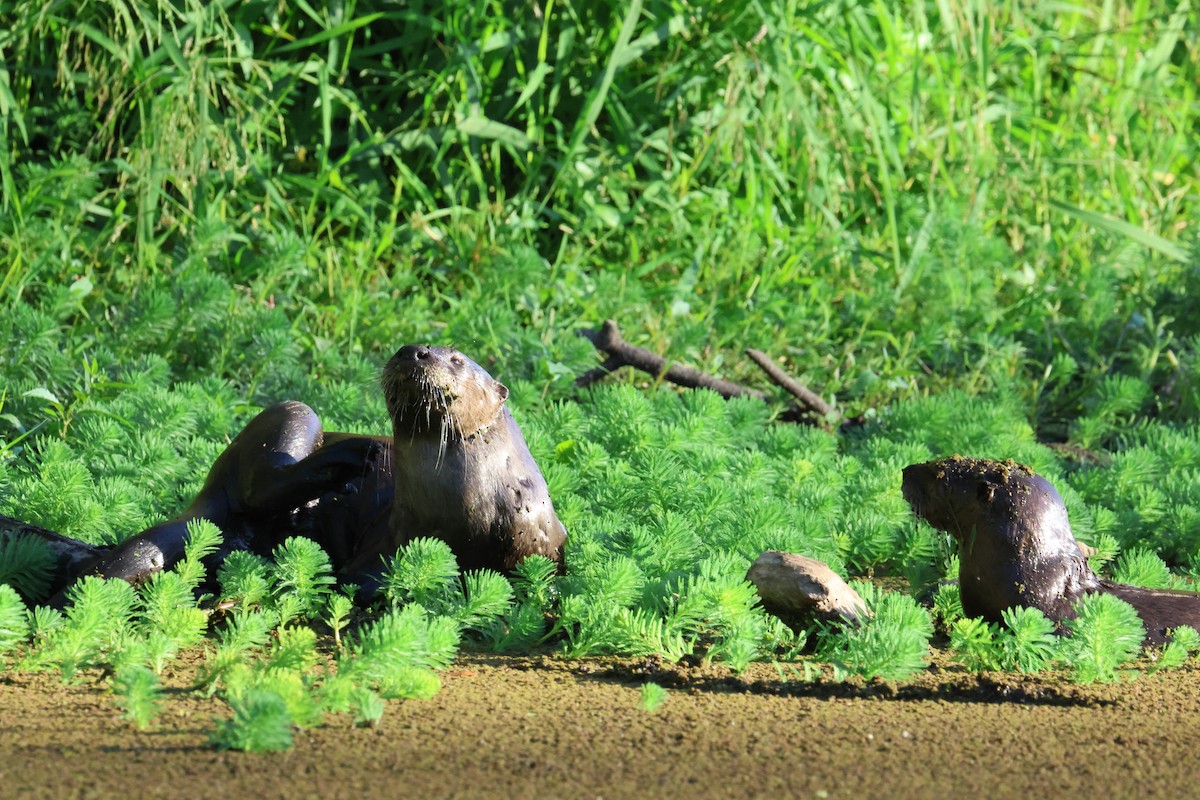 North American River Otter - ML642046232