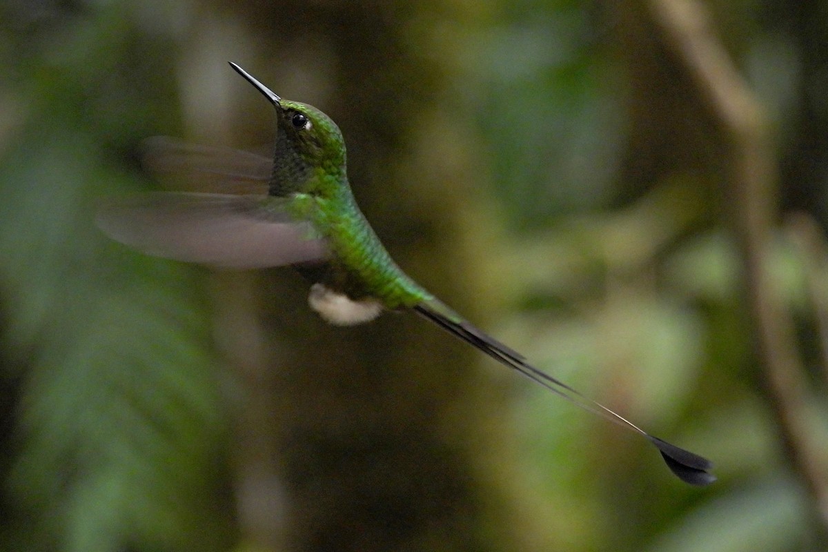 White-booted Racket-tail - ML642046249