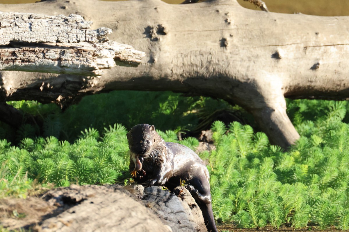 North American River Otter - ML642046251