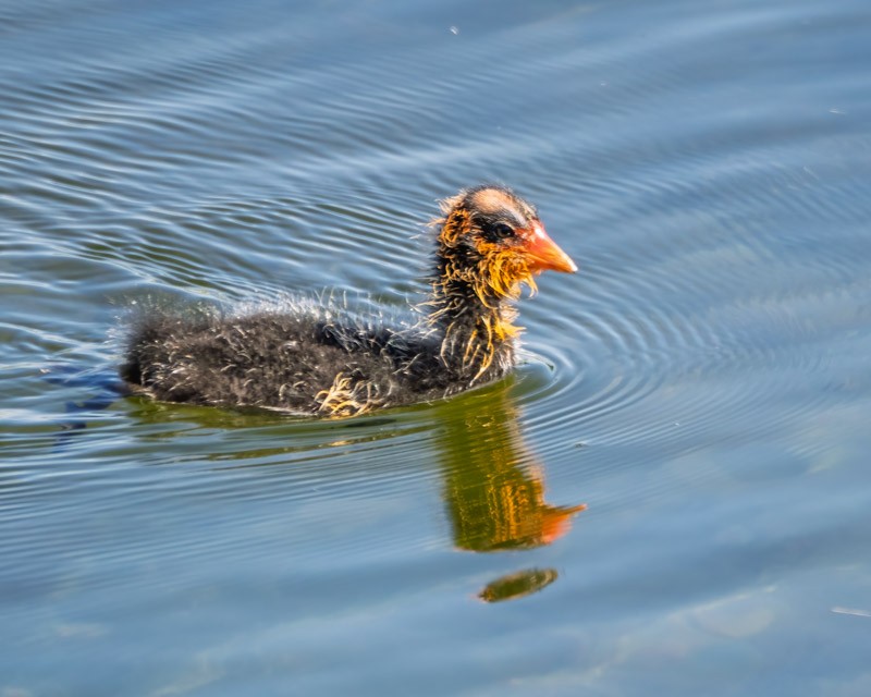 American Coot - ML642046255