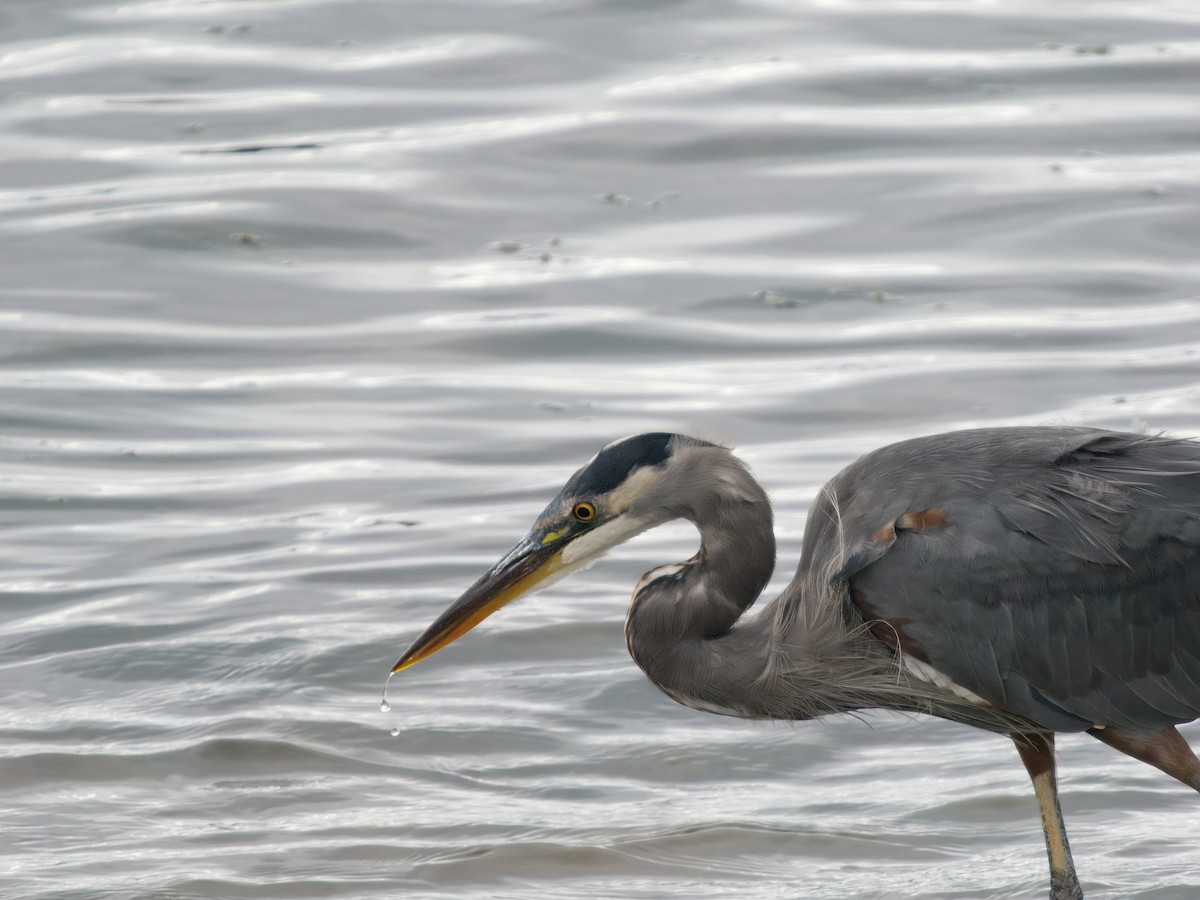 Great Blue Heron - ML642046269