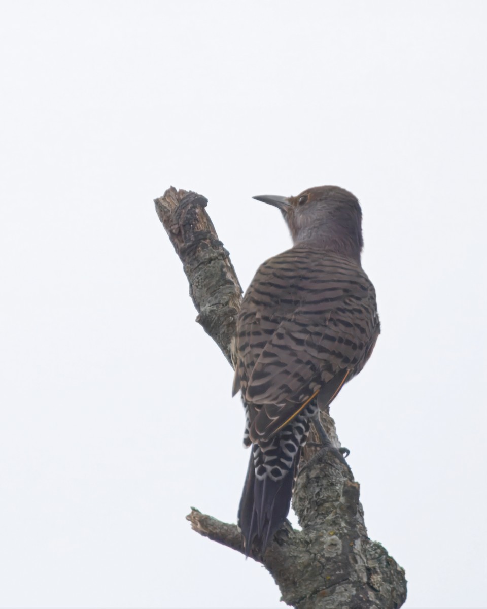 Northern Flicker - ML642046272