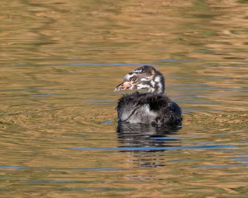 Pied-billed Grebe - ML642046274