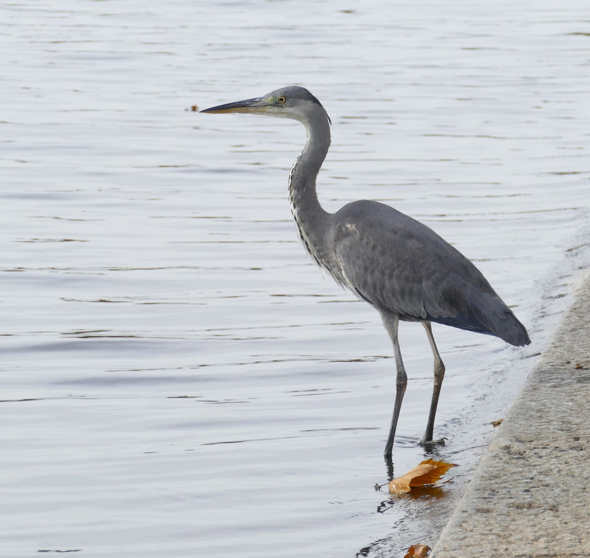 Gray Heron - ML642046277