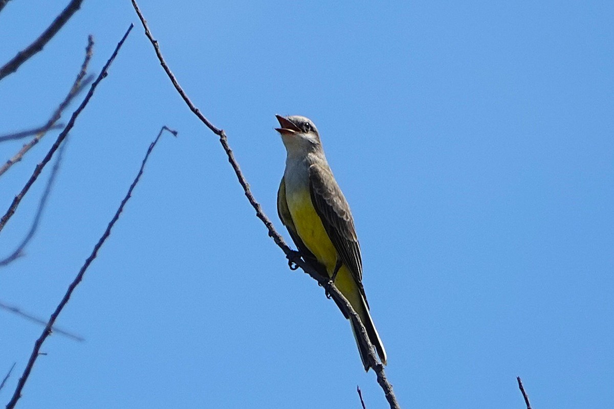 Western Kingbird - ML642046282