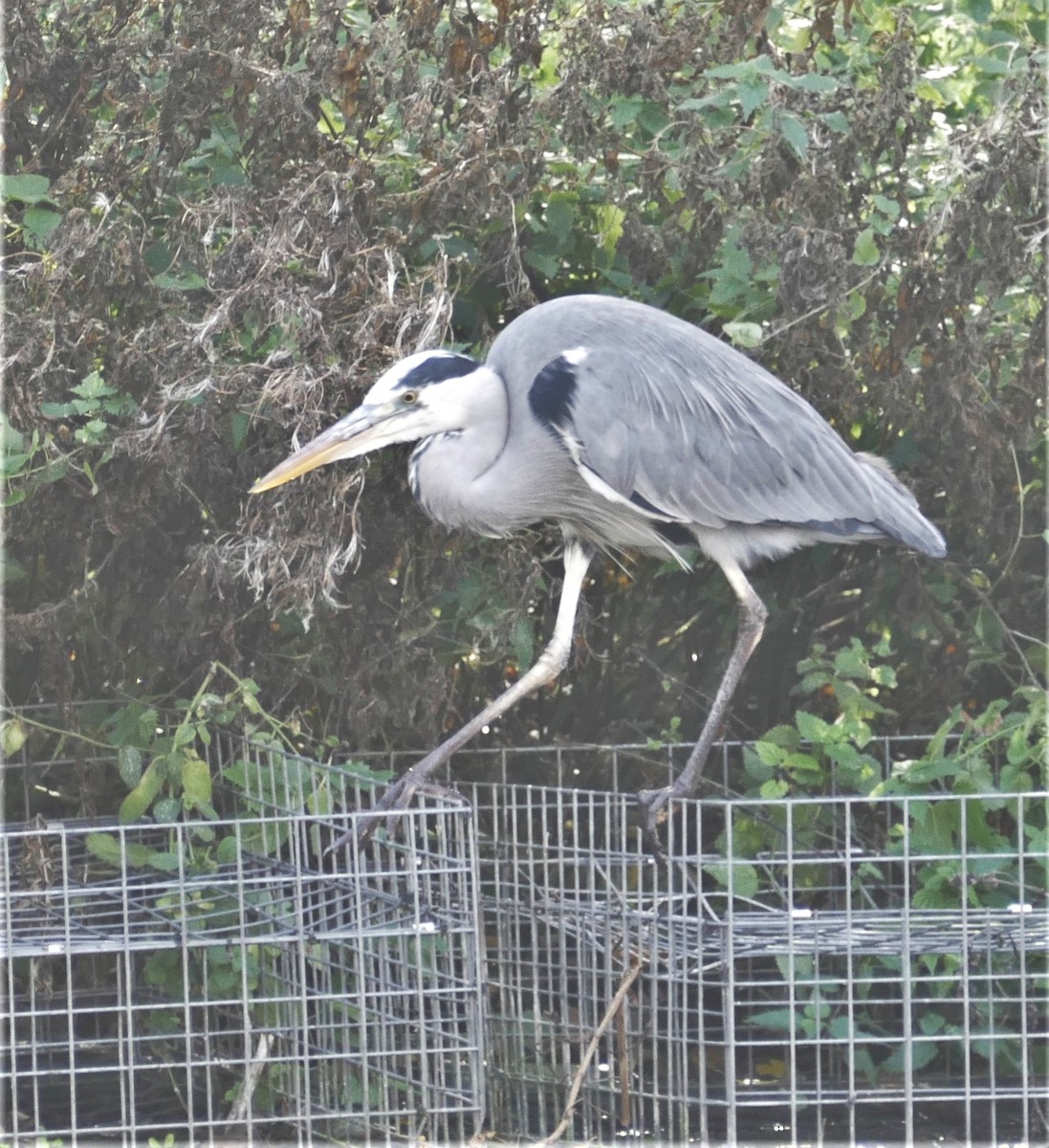 Gray Heron - ML642046283