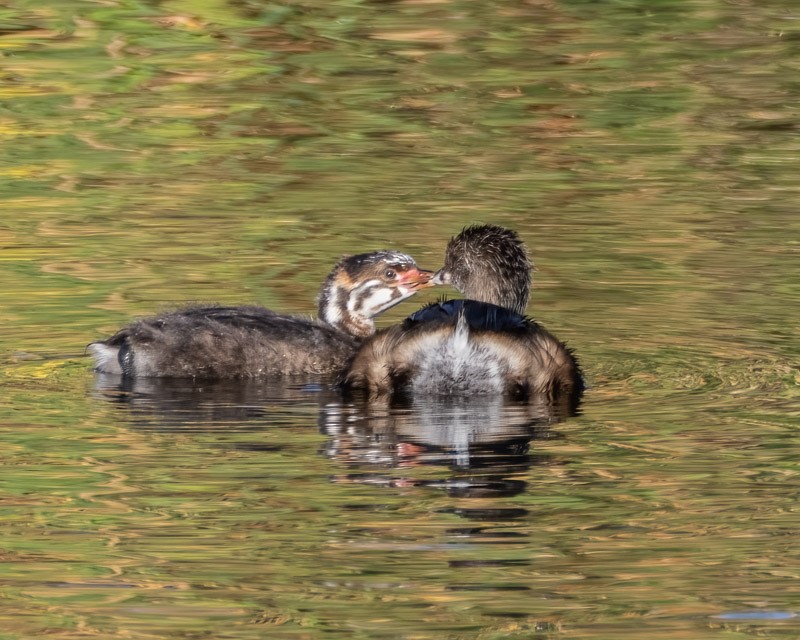 Pied-billed Grebe - ML642046284