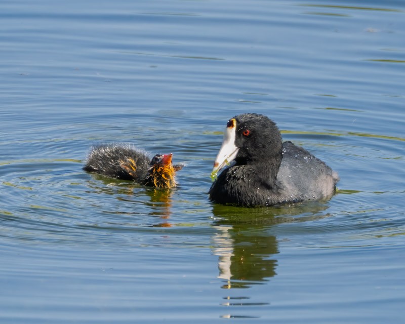 American Coot - ML642046285