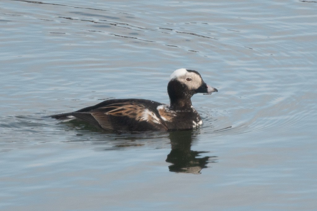 Long-tailed Duck - ML642046287