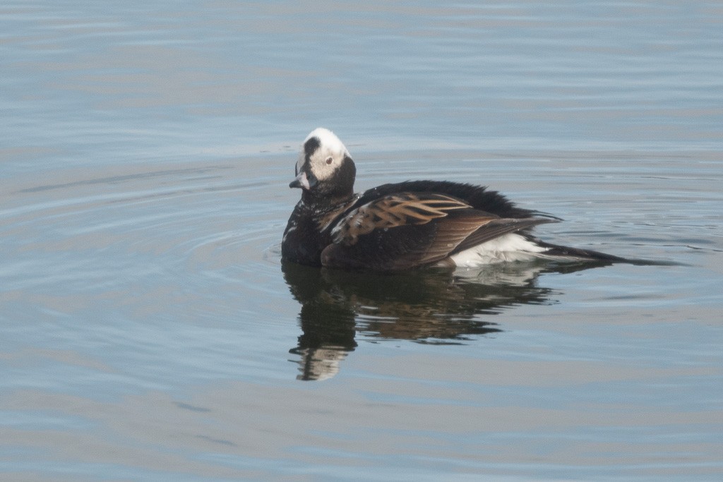 Long-tailed Duck - ML642046288