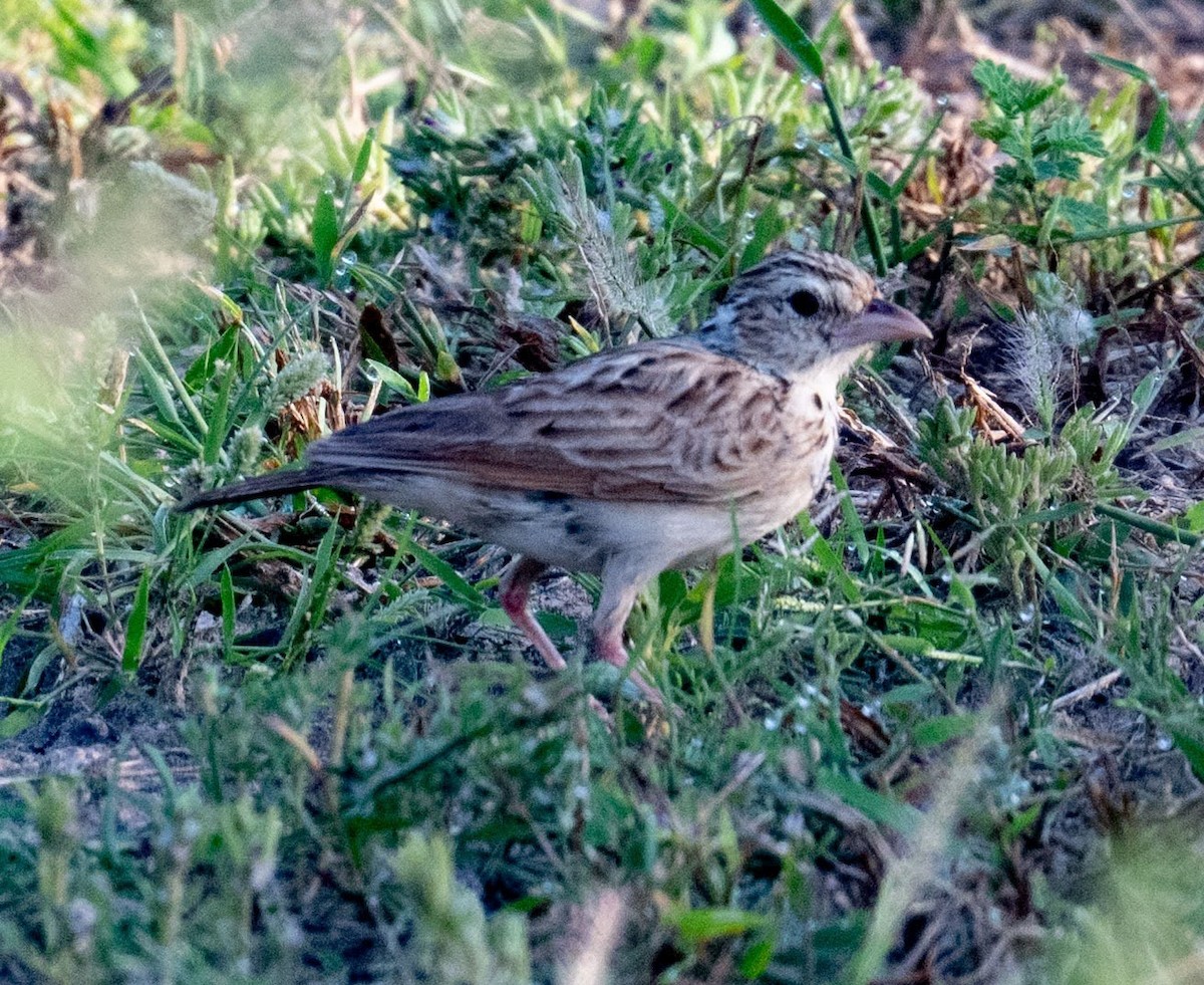 Indian Bushlark - ML642046295