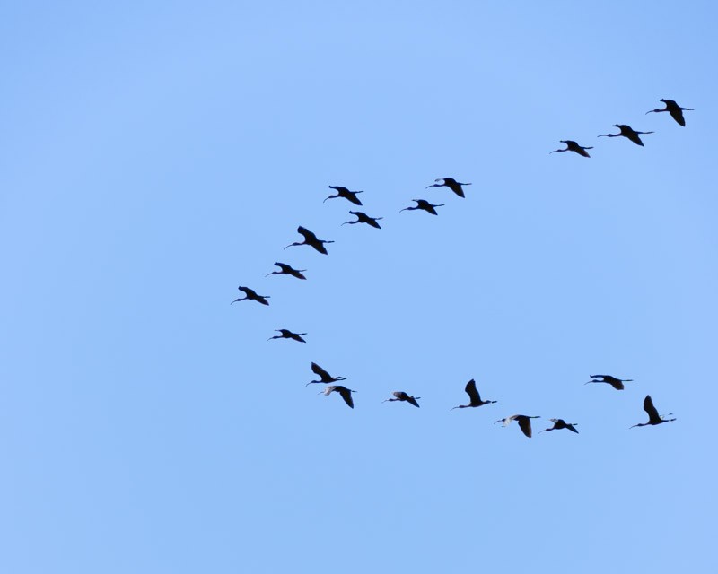 White-faced Ibis - ML642046296