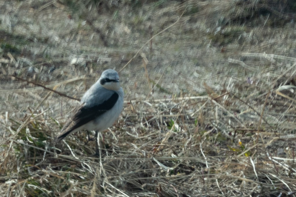 Northern Wheatear - ML642046297