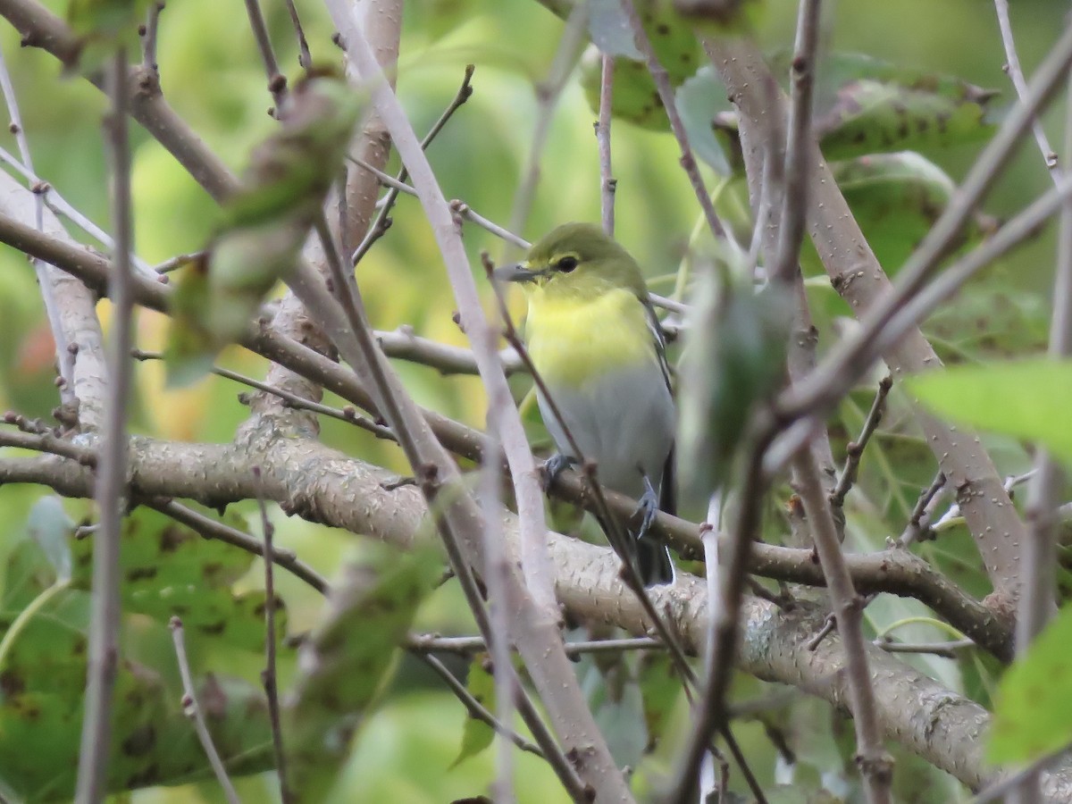 Yellow-throated Vireo - ML642046301