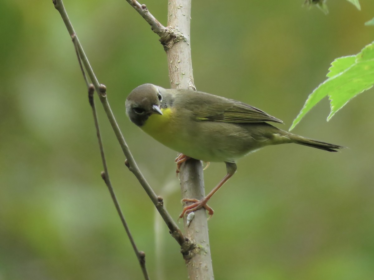 Common Yellowthroat - ML642046305