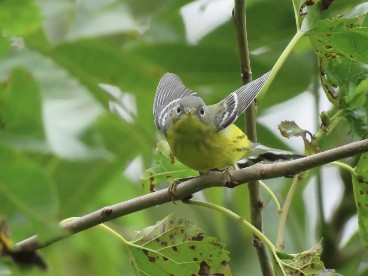 Magnolia Warbler - ML642046311