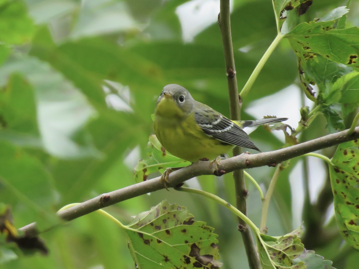 Magnolia Warbler - ML642046312