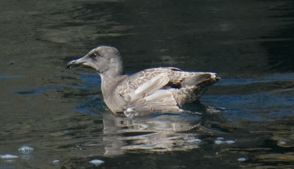 Glaucous-winged Gull - ML642046313