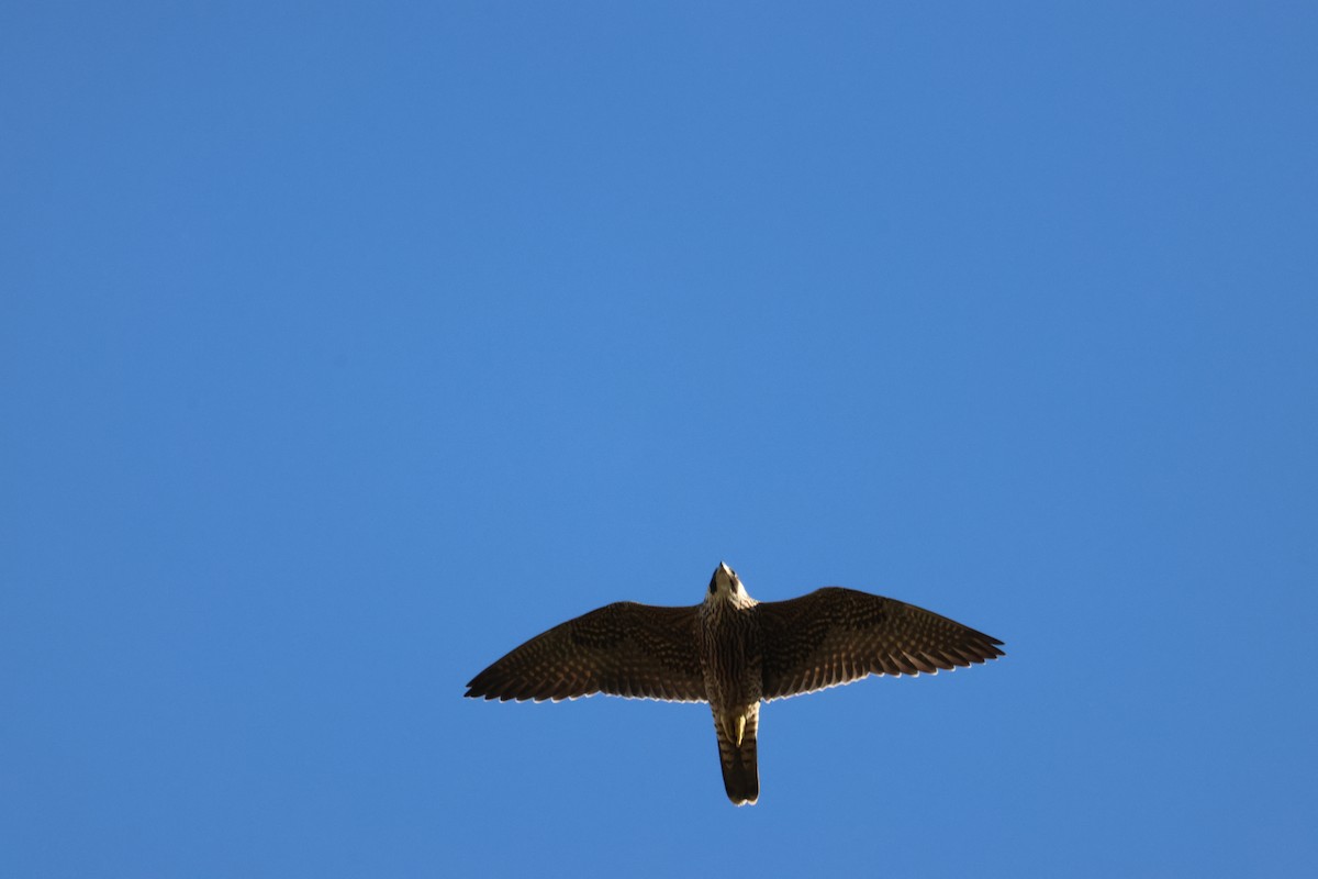 Peregrine Falcon - ML642046317
