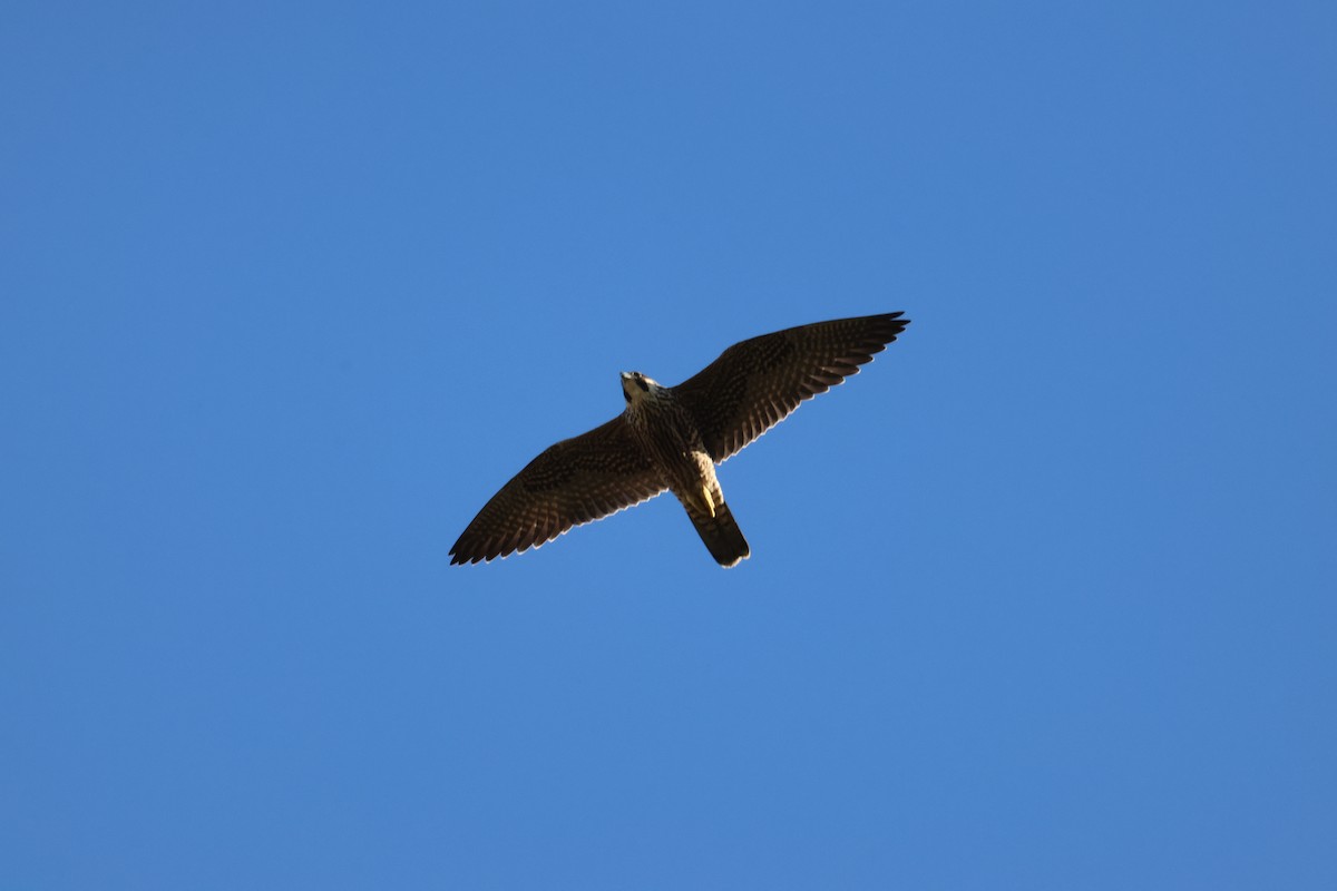 Peregrine Falcon - ML642046318
