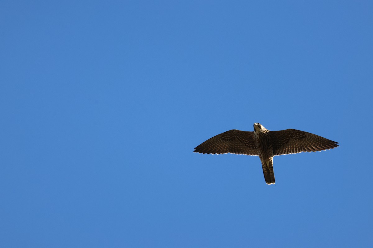Peregrine Falcon - ML642046319