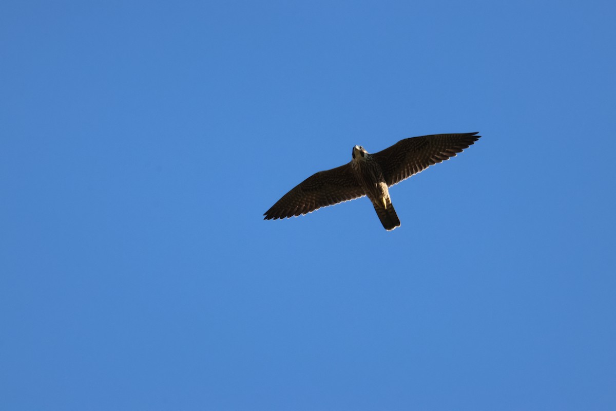 Peregrine Falcon - ML642046321