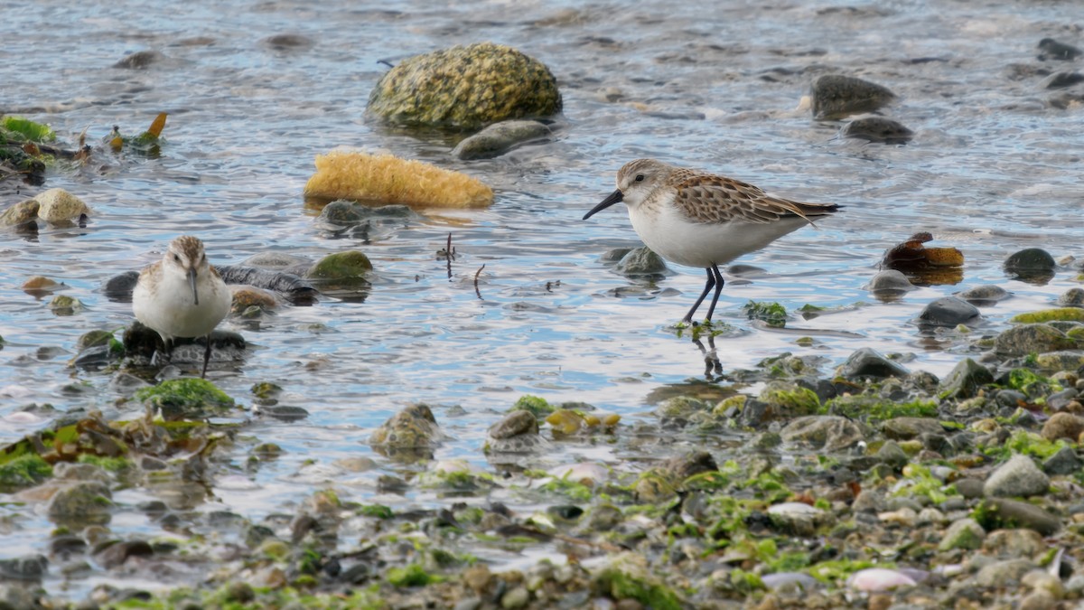 Western Sandpiper - ML642046324