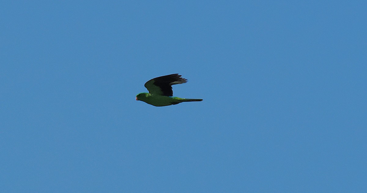 Red-winged Parrot - ML642046325