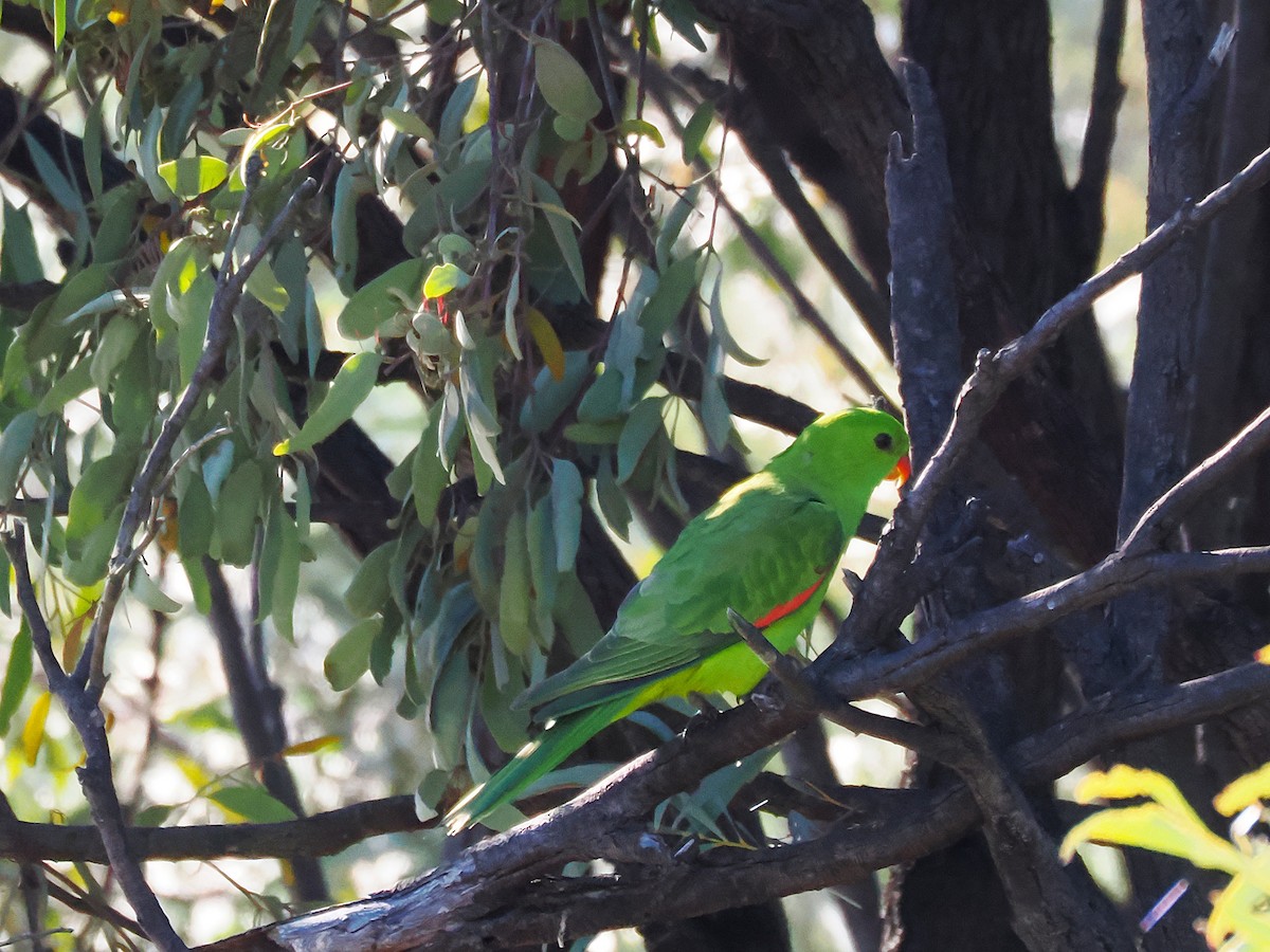Red-winged Parrot - ML642046326