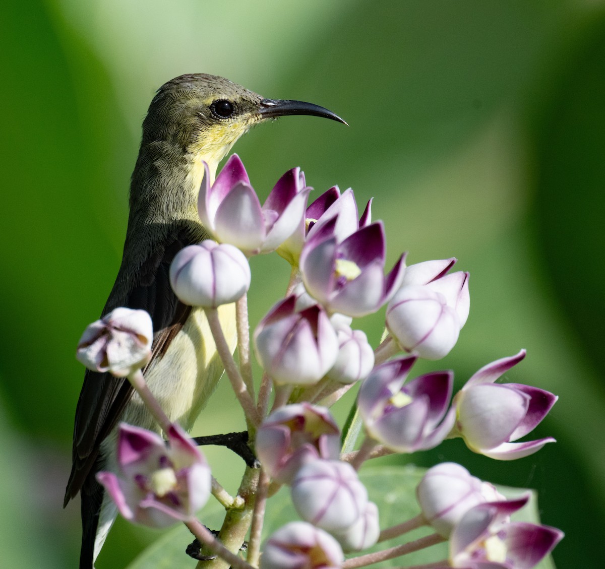 Purple Sunbird - ML642046327