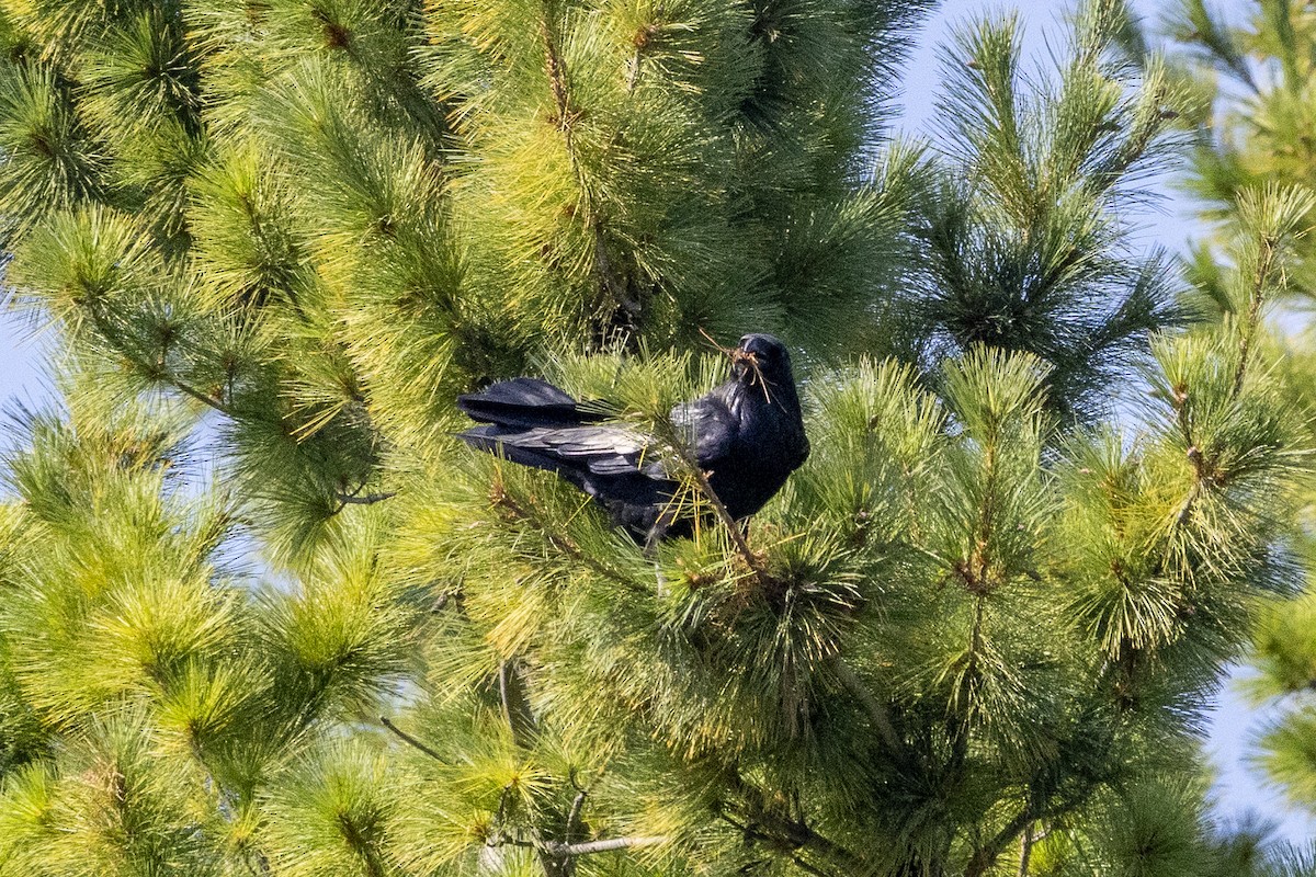 Common Raven - ML642046332