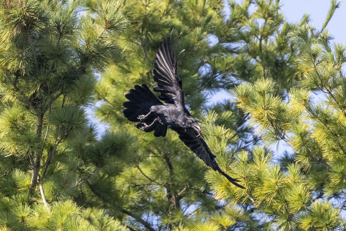 Common Raven - ML642046335