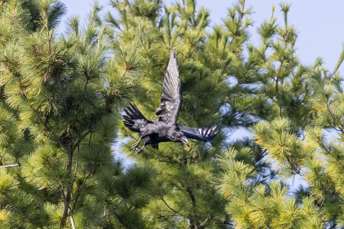 Common Raven - ML642046336