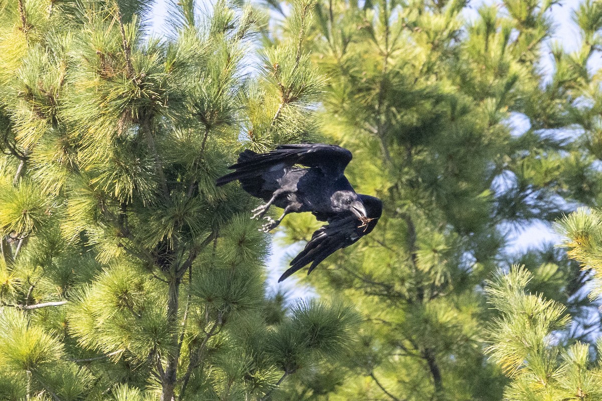 Common Raven - ML642046337
