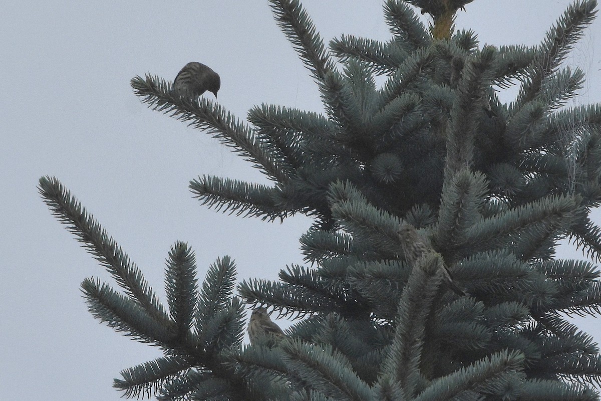 Pine Siskin - ML642046345