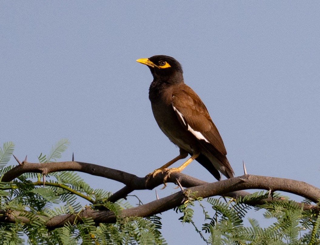 Common Myna - ML642046346