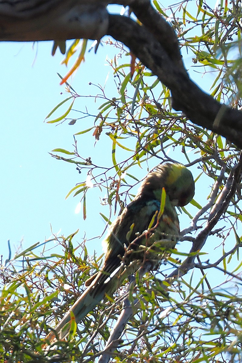 Australian Ringneck (Mallee) - ML642046347