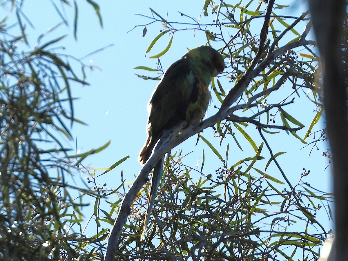 Australian Ringneck (Mallee) - ML642046348