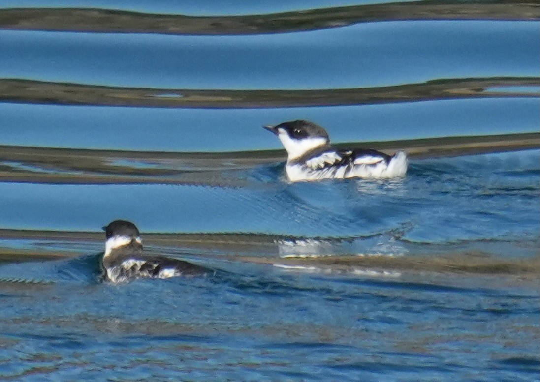 Marbled Murrelet - ML642046349