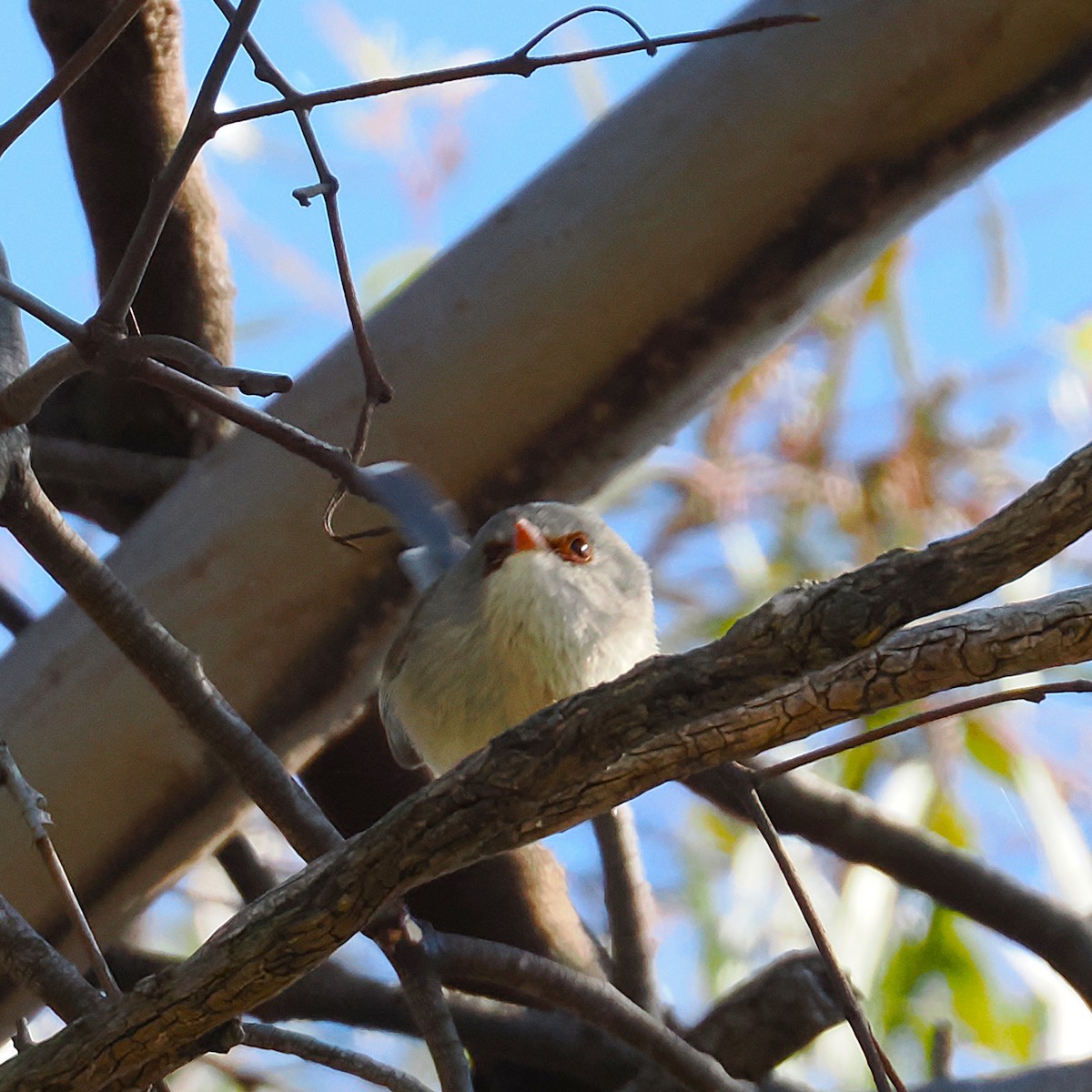 Superb Fairywren - ML642046352