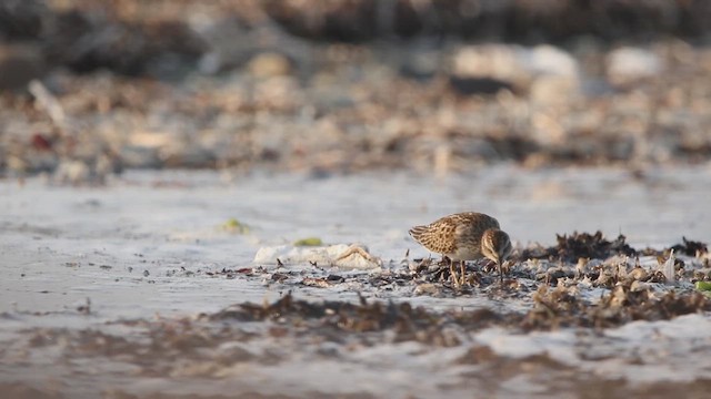 Least Sandpiper - ML642046354