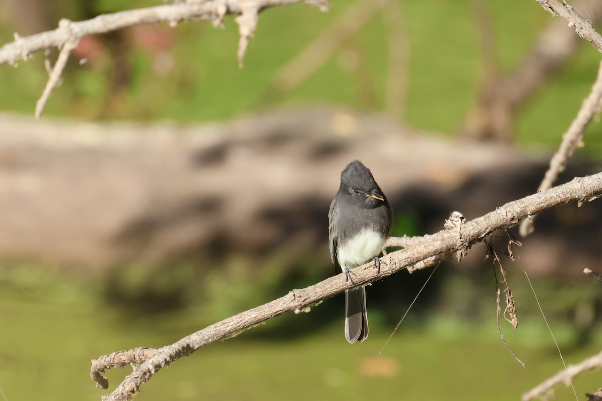 Black Phoebe - ML642046355