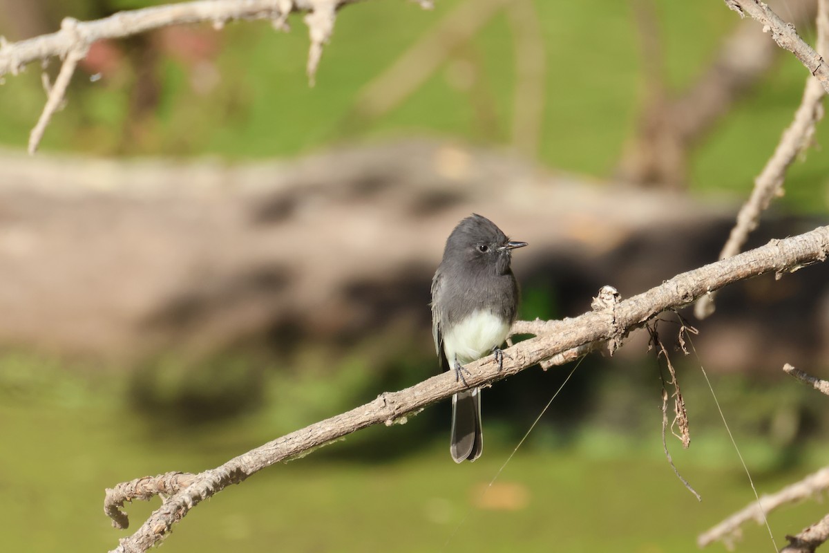 Black Phoebe - ML642046356