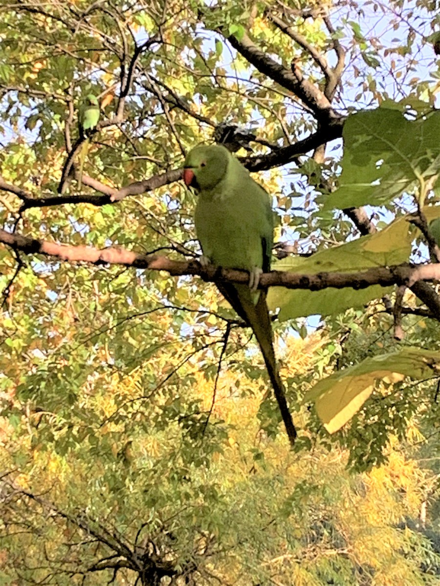 Rose-ringed Parakeet - ML642046370