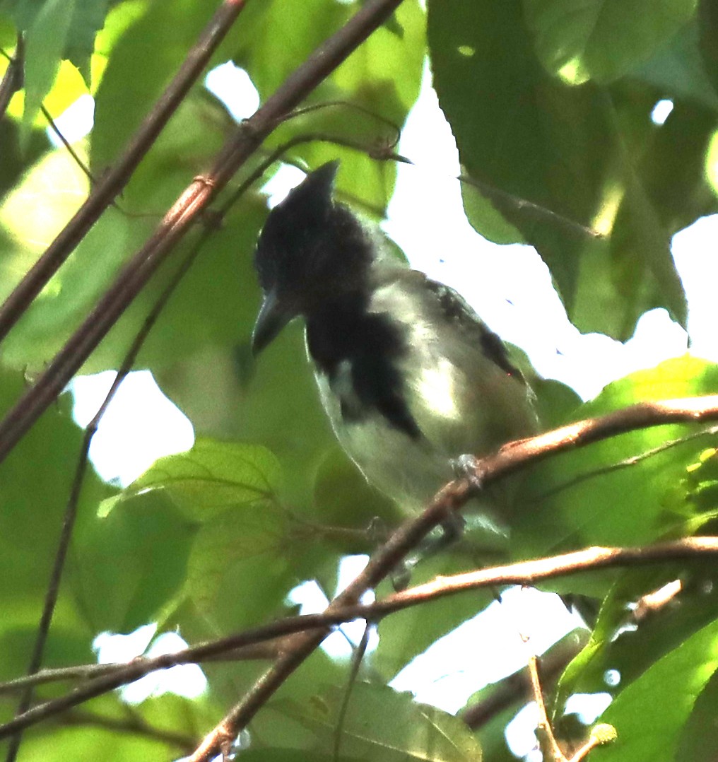 Black-crested Antshrike - ML642046381